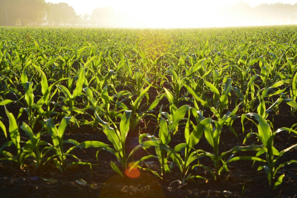 crops growing in a field